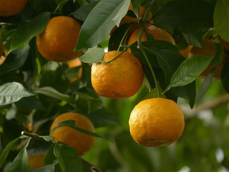 Laranja Amarga  indicada na dieta para emagrecer. Veja o artigo